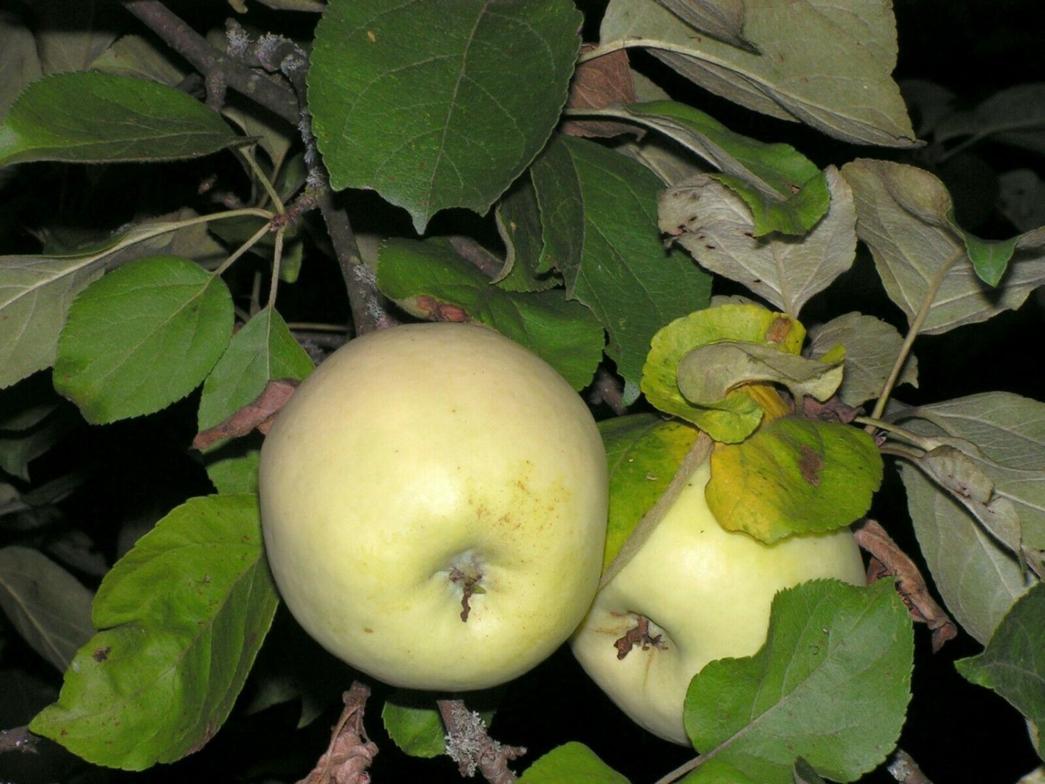 20 fruit seeds Antonovka Apple  Malus pumila   #WSDS75