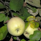 20 fruit seeds Antonovka Apple  Malus pumila   #WSDS75