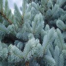 50 seeds Colorado Blue Spruce  Picea pungens glauca #WSDS75