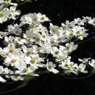 10 American White Flowering Dogwood   Seeds, easy to grow   #WSDS75