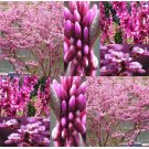 50  Chinese Redbud  Cercis chinensis  seeds ac#WSDS75