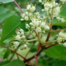 50 seeds Tetradium daniellii Honey bee tree #WSDS75