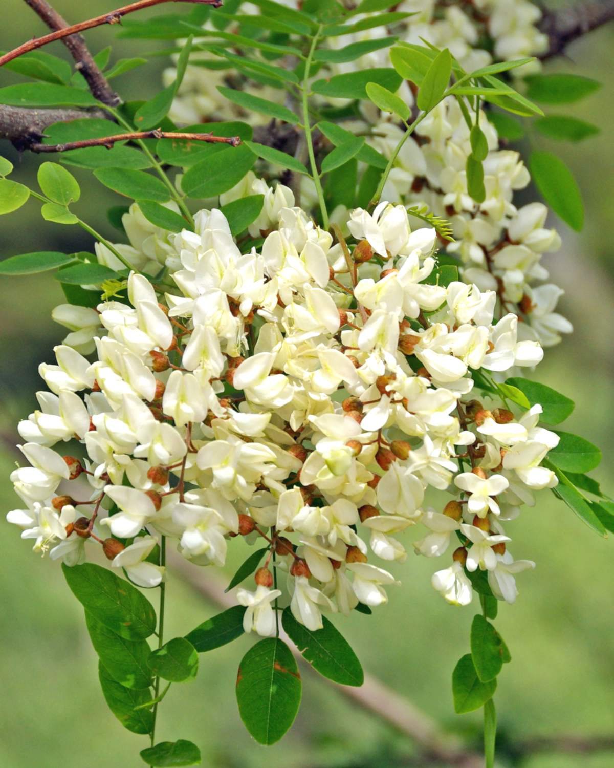 50 seeds Black Locust Robinia pseudoacacia, easy to grow WSDS75