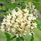 50 seeds Black Locust  Robinia pseudoacacia, easy to grow  #WSDS75