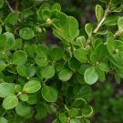 20 seeds Chinese Boxwood  Buxus microphylla var. sinica, easy to grow   #WSDS75