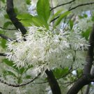50 seeds Fringe Tree seeds Chionanthus virginicus  #WSDS75