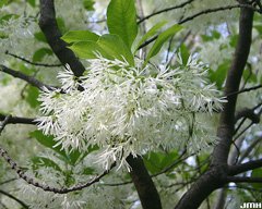50 seeds Fringe Tree seeds Chionanthus virginicus  #WSDS75