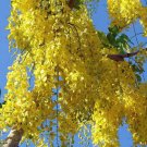 10 Koelreuteria paniculata Golden Rain seeds   #WSDS75