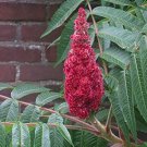 30 seeds Smooth Sumac Rhus Glabra , easy to grow  #WSDS75