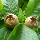 10 seeds Showy Mespilus Medlar  #WSDS75