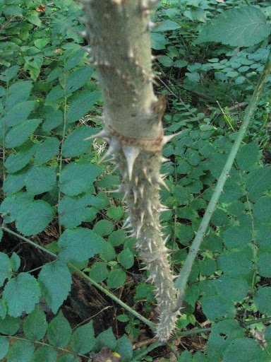30 seeds Devil's Walking Stick Aralia spinosa  #WSDS75