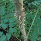 30 seeds Devil's Walking Stick Aralia spinosa  #WSDS75