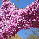 50 seeds Judas Tree  Cercis siliquastrum   #WSDS75