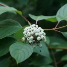 20 seeds Tatarian Dogwood  Cornus alba, easy to grow  #WSDS75