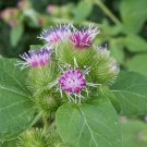 40 seeds Common Burdock Arctium Minus, easy to grow  #WSDS75