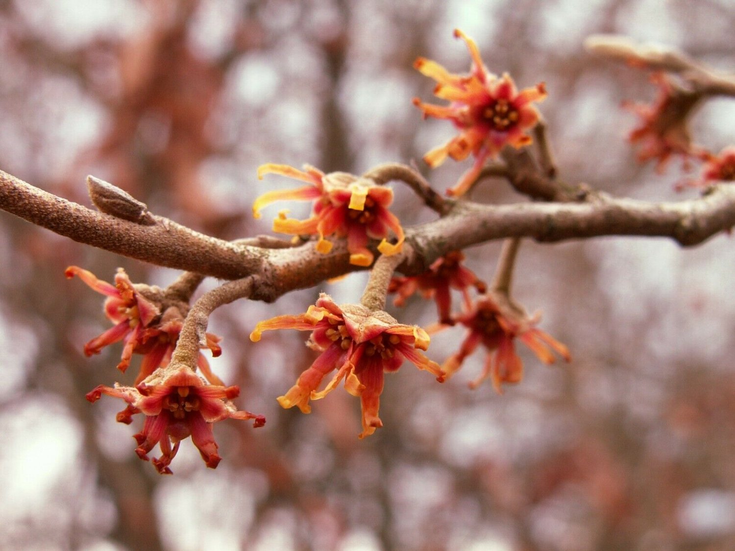 Hamamelis vernalis pendula