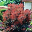 20 seeds Purple Smoketree Cotinus coggygria Purpureus    #WSDS75