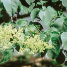 25 seeds Syringa reticulata Japanese Tree Lilac   #WSDS75