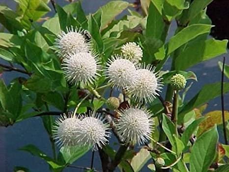 70 seeds Buttonbush  Honeyball Shrub  Cephalanthis occidentalis    #WSDS75