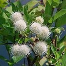 70 seeds Buttonbush  Honeyball Shrub  Cephalanthis occidentalis    #WSDS75