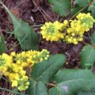 50 seeds   Creeping Oregon Grape Mahonia repens   #WSDS75
