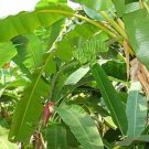 8 Seeds Musa Ochracea Rare Asian Banana Fruit  #IEB63