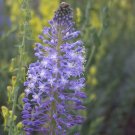 10 Seeds Merwilla Plumbea Scilla Natalensis Purple color #TPTC63