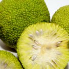 10 Seeds Maclura Pomifera   Native Osage Orange Fruit  #IEB63