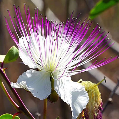 20 Seeds Capparis Spinosa  Caper Bush   #IEB63