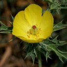 25 Seeds Argemone  Mexican Yellow Prickly Poppy Medicinal Perennial Herb #IEB63