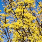 15 Seeds Cornus Officinalis Dogwood Cornelian   #IEB63