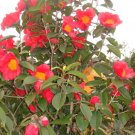 2 Flowering Large Seeds Camellia Chekiangoleosa   #IEB63