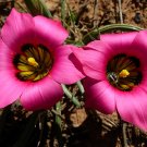 10 Flowering Seeds Romulea Subfistulosa   #TPTC63