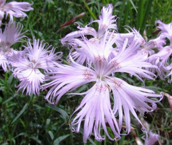 100 seeds Dianthus Superbus  Fragrant Fringed Pink   #TPTC63