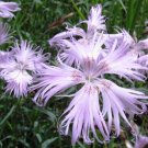 100 seeds Dianthus Superbus  Fragrant Fringed Pink   #TPTC63