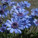 10 Flowering Seeds Romulea Subfistulosa   #TPTC63