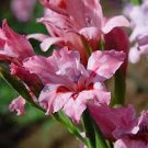 8 Seeds Gladiolus Carneus   Painted Lady Garden     #TPTC63
