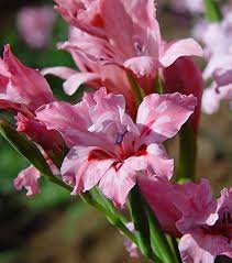 8 Seeds Gladiolus Carneus   Painted Lady Garden     #TPTC63