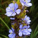 10 Seeds Aristea Capitata A. major or Blue Sceptre   #TPTC63