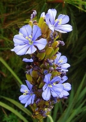 10 Seeds Aristea Capitata A. major or Blue Sceptre   #TPTC63