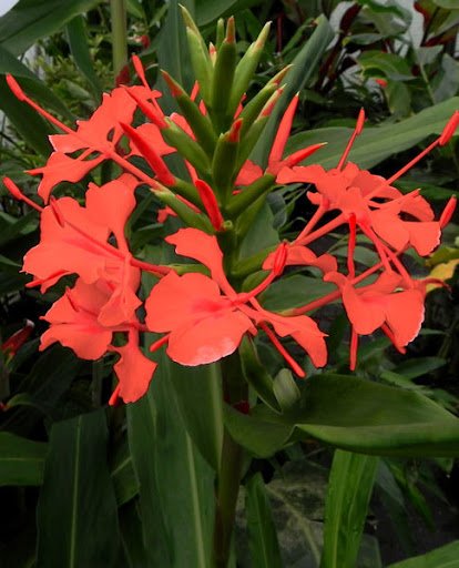 8 seeds Hedychium Deceptum Rubrum Cold Hardy Red Ginger Lily   #TPTC63