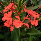 8 seeds Hedychium Deceptum Rubrum Cold Hardy Red Ginger Lily   #TPTC63