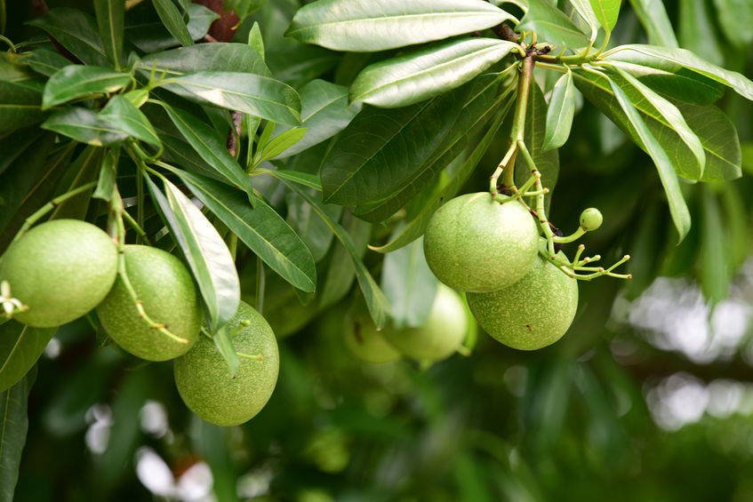 10 fruit seeds Bael  Aegle Great Tropical plant for containers#SRPY81