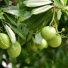10 fruit seeds Bael  Aegle Great Tropical plant for containers#SRPY81