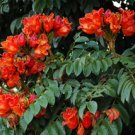 10 flower seeds Spathodea campanulata African Tulip   Bright Red  #SRPY81