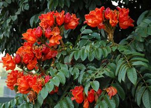 10 flower seeds Spathodea campanulata African Tulip   Bright Red  #SRPY81