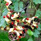 10 flower seeds Adenanthera pavonina Red Sandalwood   #SRPY81