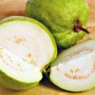 10 fruit seeds white  Pear Guava Psidium, easy to grow   #SRPY81