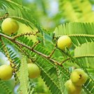10 Seeds Phyllanthus emblica Indian Gooseberry  #SRPY81
