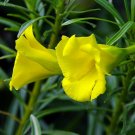 3 flower seeds yellow Thevetia Peruviana  rare, easy to grow   #SRPY81